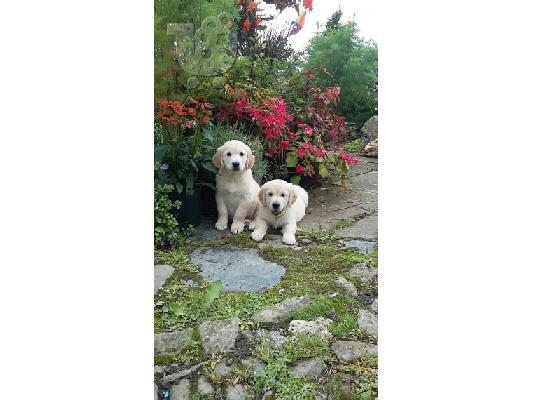 Όμορφα κουτάβια Golden Retriever